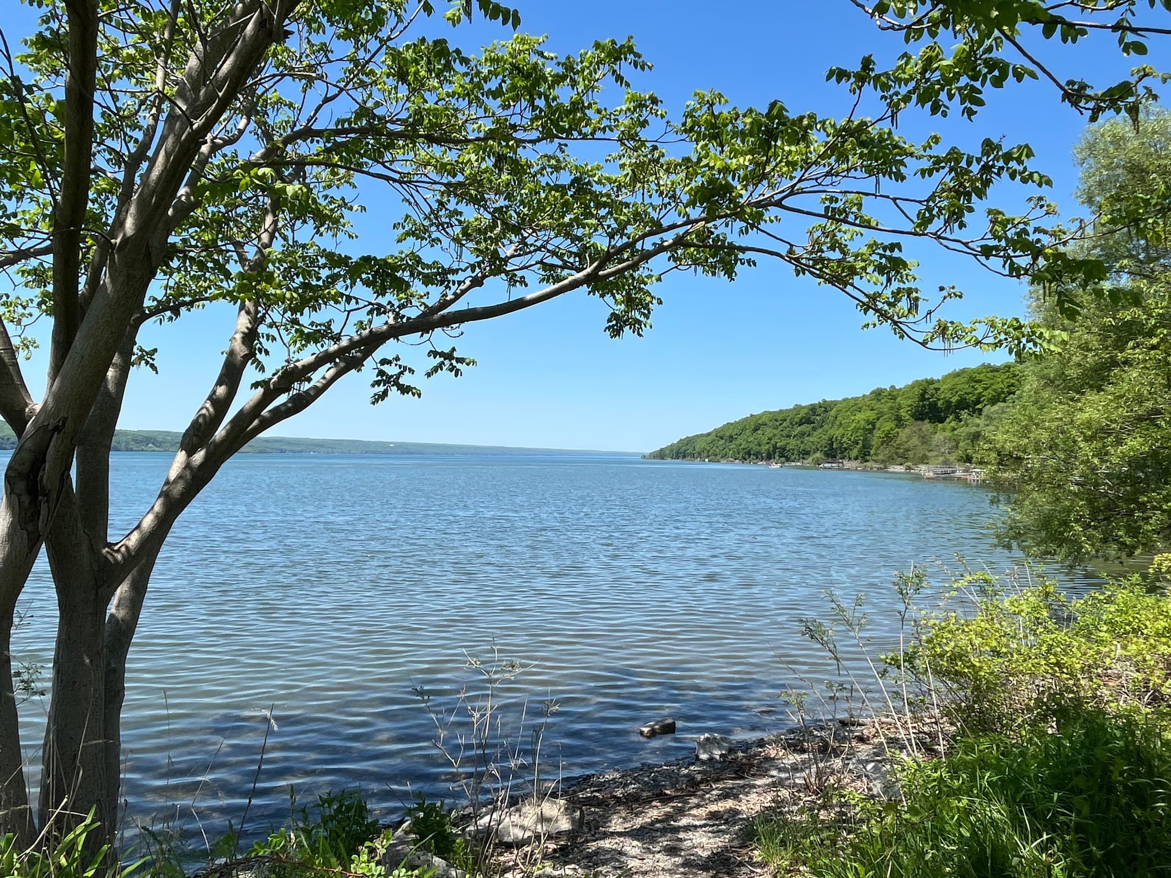 View of Cayuga Lake from the shore at Salt Point, framed by tree branches, with calm blue water and wooded hills along the far shore under a clear sky.